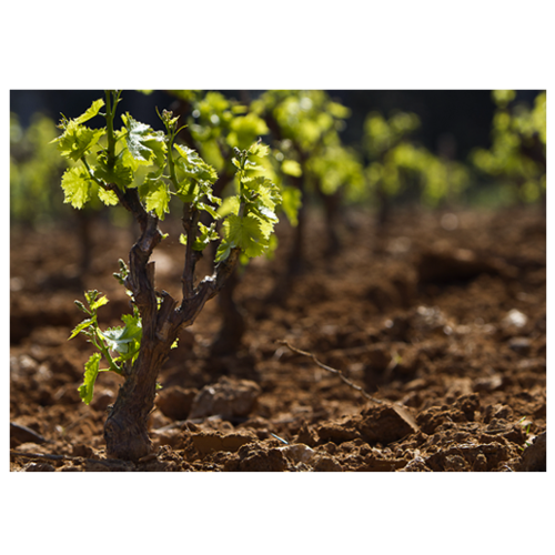 Louis de Grenelle Vincent Edouard Poirier Brut