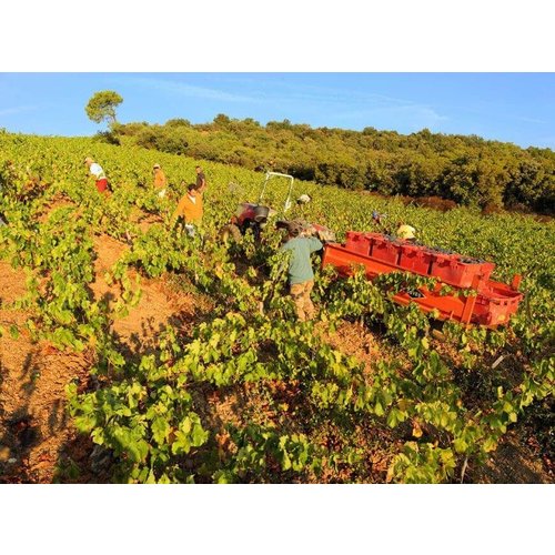 Abbaye Sylva Plana Faugères Rouge, Les Novices 2019