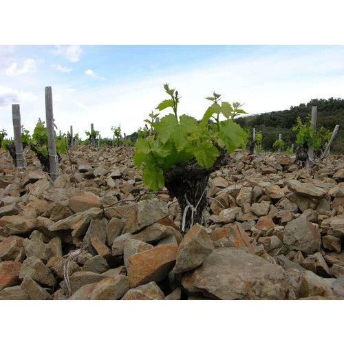 Abbaye Sylva Plana Faugères Rouge, Les Novices 2019