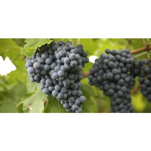 Brigaldara Brigaldara Valpolicella 2022