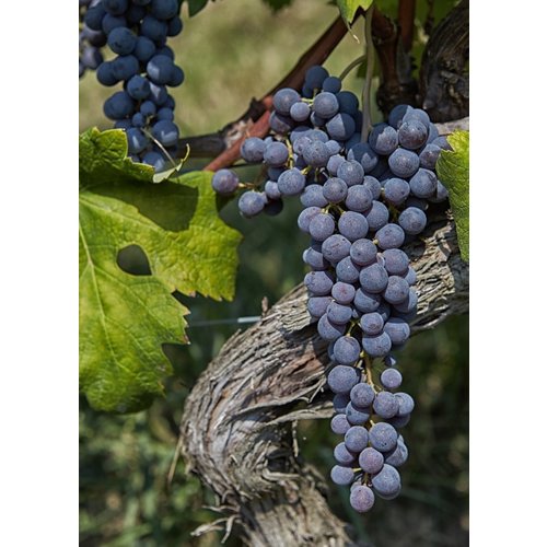 Negretti Barbera d'Alba Superiore 2020