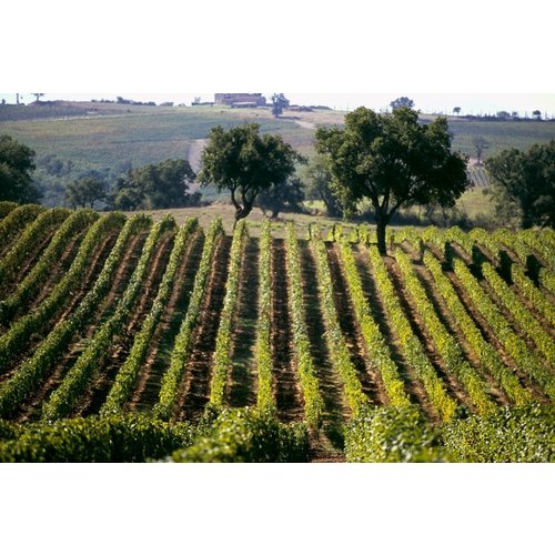 Nittardi Nittardi Belcanto Chianti Classico Bio 2019