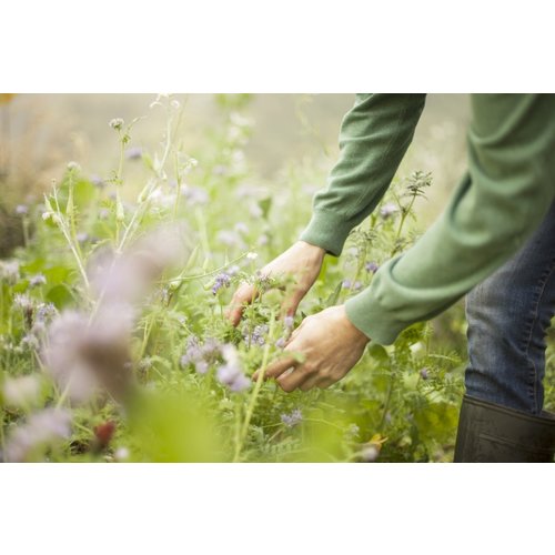 Mehofer Grüner Veltliner Klassik 2024