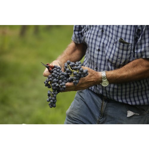 Brigaldara Amarone della Valpolicella Cavolo  2019