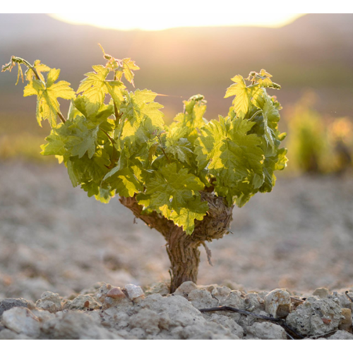 Lopez de Haro Rioja Crianza 2020