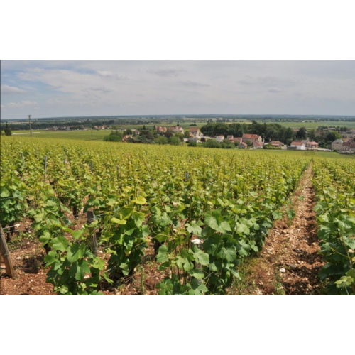 Sylvain Loichet Nuits-St-Georges les Grandes Vignes 2019