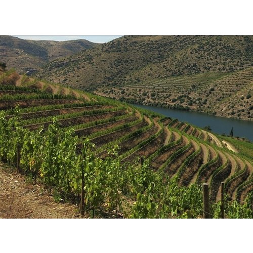 Quinta do Vallado Douro Red 2022