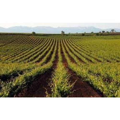 Gómez Cruzado Rioja Blanco 2021