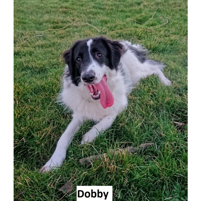 Dream-Garden Tuinbeeld  Dobby de  border collie -B38 x H26cm