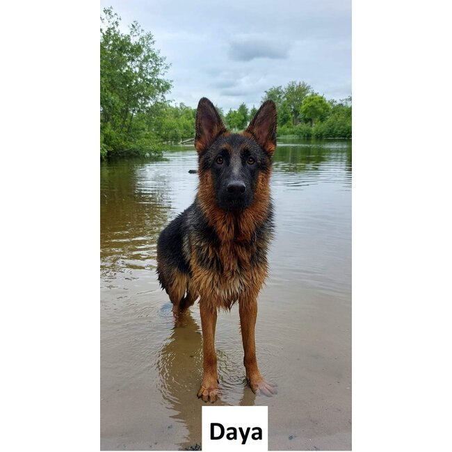 Dream-Garden Tuinbeeld  Daya de  herdershond -B38 x H26cm