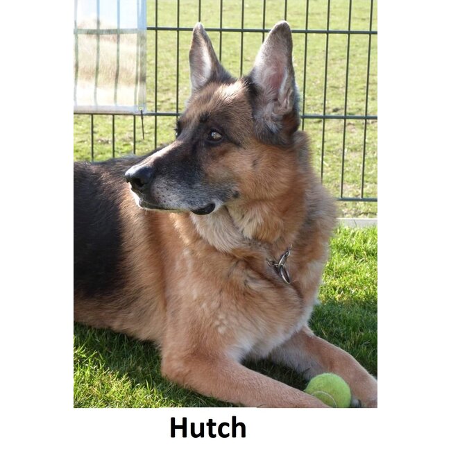 Dream-Garden Tuinbeeld  Hutch de  herdershond -B16 x H35.5 cm