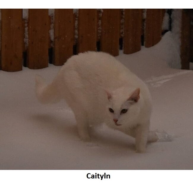 Dream-Garden Tuinbeeld zittende poes Caityln op voetplaat H34 x B27cm