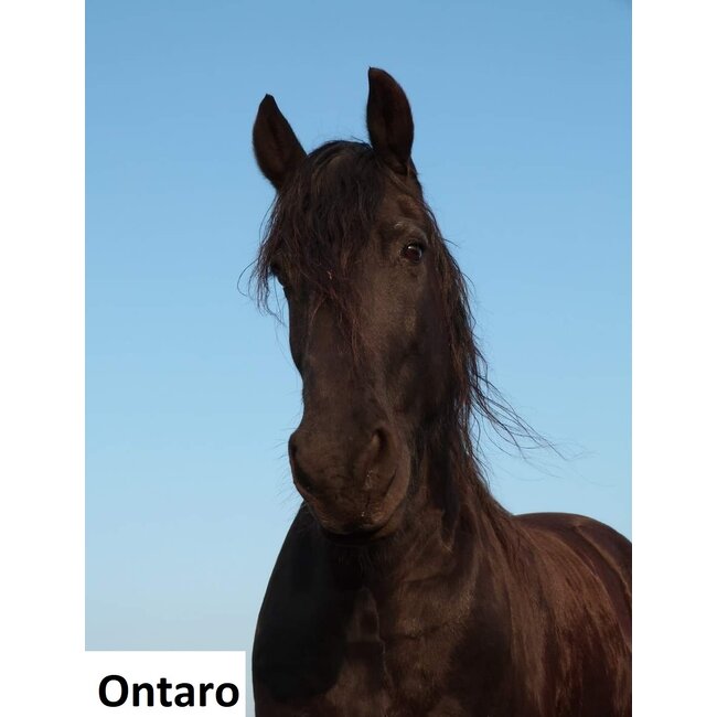 Dream-Garden Tuinbeeld paard Ontaro 22.5x28cm