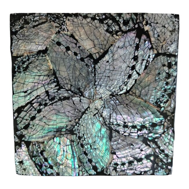 Dream-Living Zes onderzetters donkere Abalone schelpen 10x10x1cm