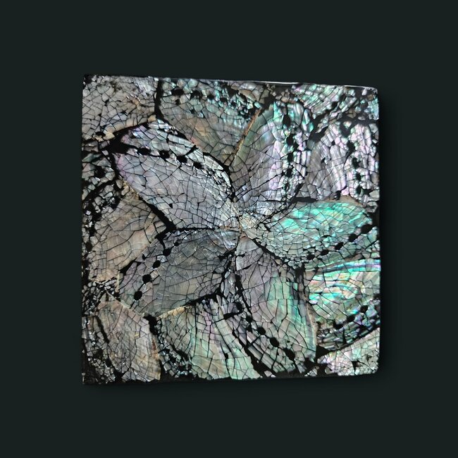 Dream-Living Zes onderzetters donkere Abalone schelpen 10x10x1cm