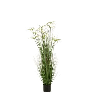 J-Line Cyperus Alternifolius 11 Koppen In Pot Pvc Groen Groot