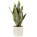 J-Line Plant Sansevieria in PVC groene extra grote pot