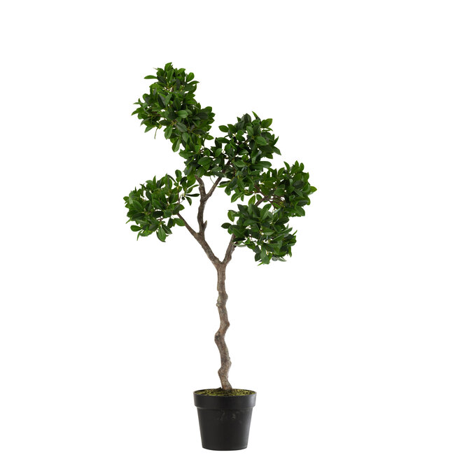 J-Line Ginseng Ficus Boom In Pot Kunststof Groen/Zwart Groot