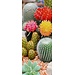 2Lif Banner Cactus 75 cm x 180 cm