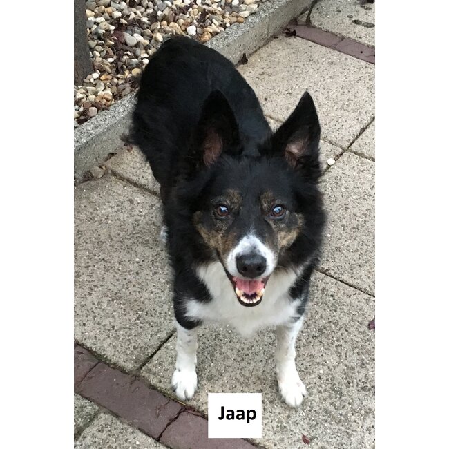 Dream-Garden Tuinbeeld  Jaap de zittende Border collie Frame 36 cm