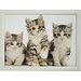 Mars en More Kittens - Laptray - Schootkussen - 43 cm - Grijs/Wit