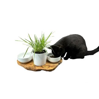Dream-Living RUSTY voerstation 2x 0,4 liter porseleinen kommen plus pot voor kattengras olijfhout