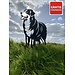 Siermetaal Tuindecoratie Berner sennen - Levensgroot | 88.2 cm x 51.5 cm