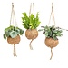 Kokodama Jungle Mix - 3 stuks - Ø17cm - ↕28cm