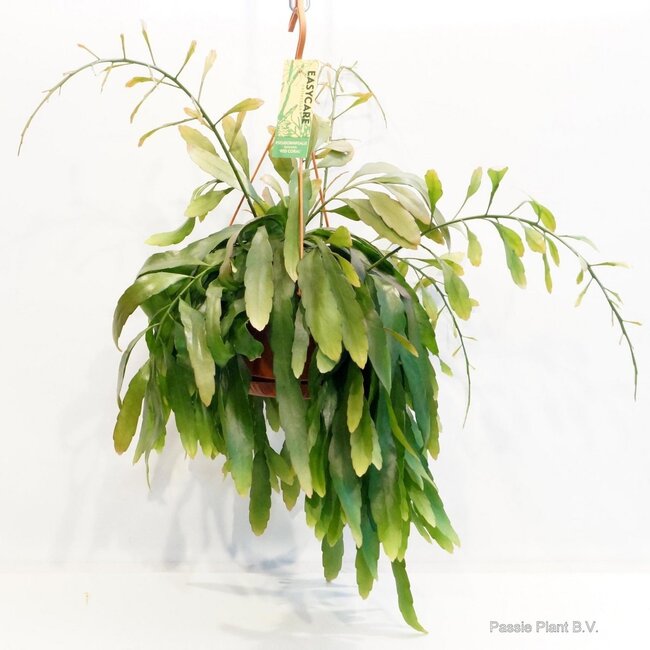Pseudorhipsalis Ramulosa Rood Koraal - Ø21cm - ↕45cm