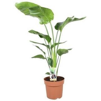 Strelitzia Nicolai - Ø21cm - ↕90cm