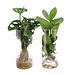 Cilinderglas Duo Monstera/Clusia - 2 stuks - Ø12cm - ↕25-40cm