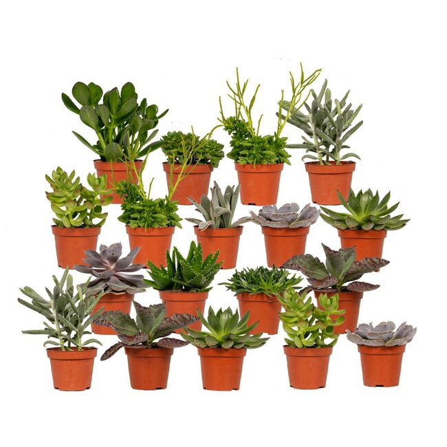 Everspring - Succulenten Mix - 18 stuks - ø8,5cm - ↕10 cm