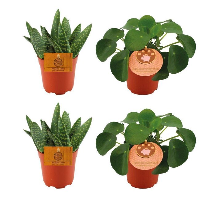 2x Aloe Paradisicum + 2x Pilea Peperomoides - 4 stuks - Ø10,5cm - ↕10cm