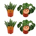 2x Aloe Paradisicum + 2x Pilea Peperomoides - 4 stuks - Ø10,5cm - ↕10cm