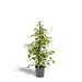 Ficus benjamina Goldenking - Ø21cm - ↕95cm