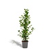 Ficus microcarpa Moclame - Ø21cm - ↕95cm