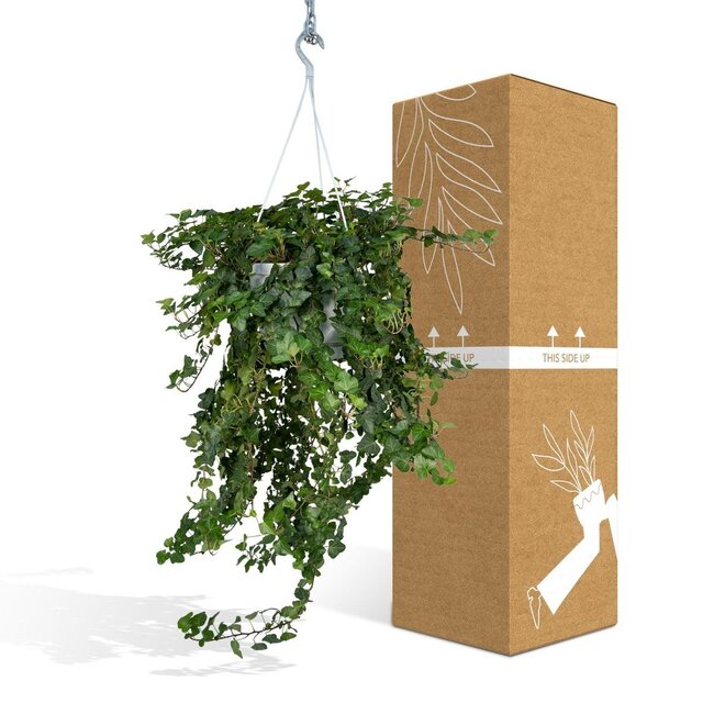 Hedera Wonder Green Hang - Klimop - Ø24cm - ↕70cm