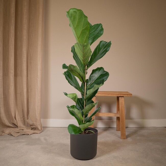 Ficus Lyrata - Rubberplant - Ø21cm - ↕100cm