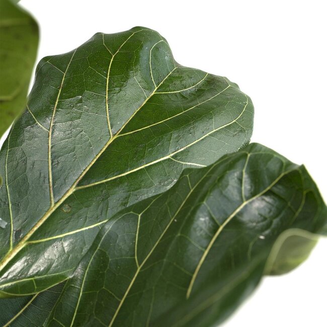 Ficus Lyrata - Rubberplant - Ø21cm - ↕100cm