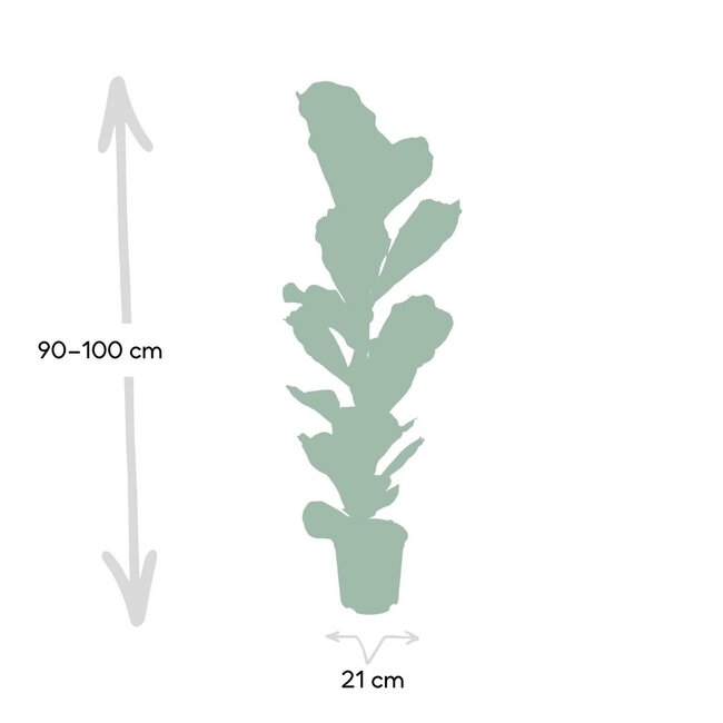 Ficus Lyrata - Rubberplant - Ø21cm - ↕100cm