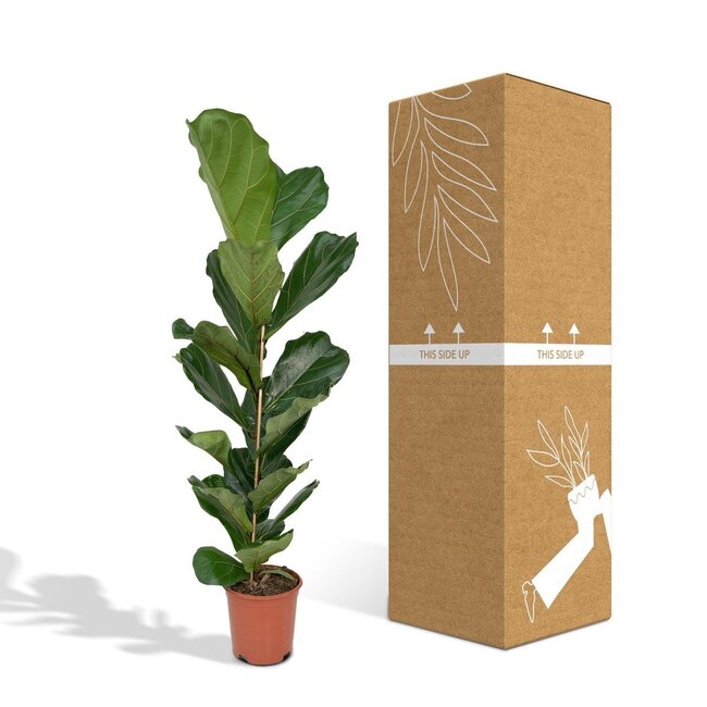 Ficus Lyrata - Rubberplant - Ø21cm - ↕100cm
