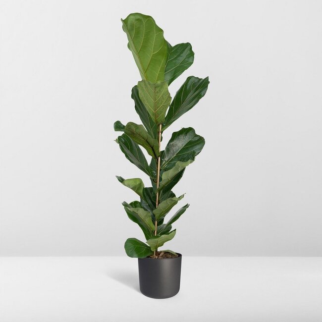 Ficus Lyrata - Rubberplant - Ø21cm - ↕100cm