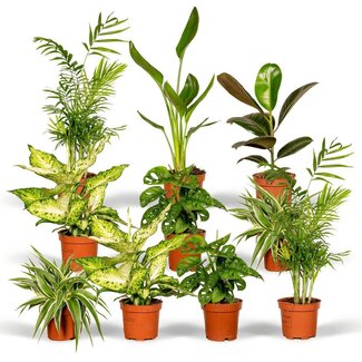Verrassingsbox - 10 diverse kamerplanten - Ø12cm - ↕35cm