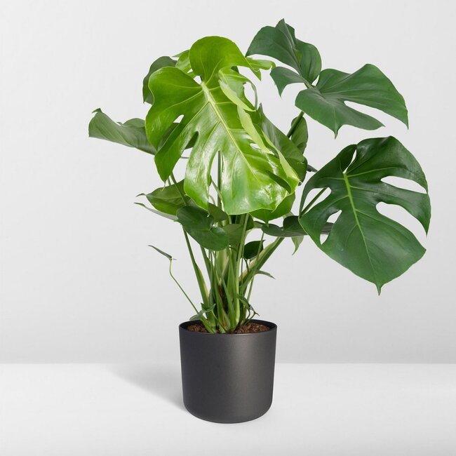 Monstera Deliciosa - Gatenplant - Ø21cm - ↕65cm