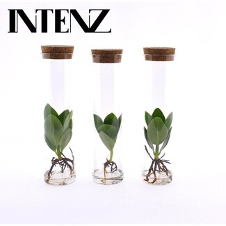 Clusia in Tube Glas - 3 stuks - Ø5cm - ↕15cm