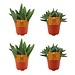 2x Aloe Paradisicum + 2x Crassula Tenelli - 4 stuks - Ø10,5cm - ↕10cm