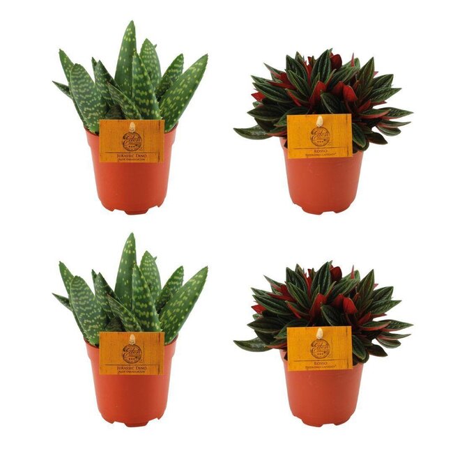 2x Aloe Paradisicum + 2x Peperomia Rosso - 4 stuks - Ø10,5cm - ↕10cm