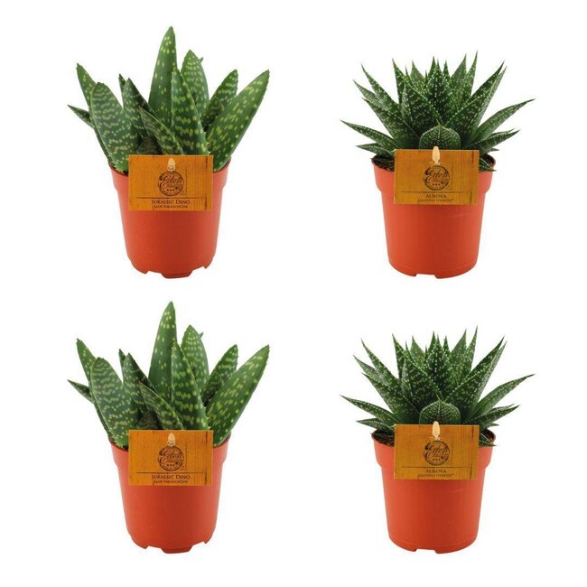 2x Aloe Paradisicum + 2x Gasteria Hybride Aurora - 4 stuks - Ø10,5cm - ↕10cm