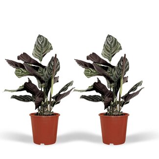 Calathea Ornata - Pauwenplant - 2 stuks - ø14cm - ↕50cm