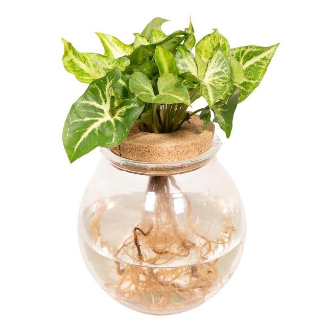 Syngonium Pixie in Bolglas - Ø12cm - ↕30cm